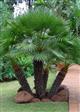 Palme Specielle Planter