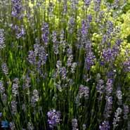 lavendel__lilla-blå_blomster__lavandula__angustifolia__dwarf_blue_