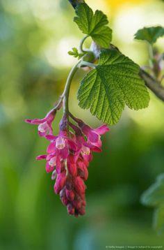 blodribs__rød__ribes_sanguineum_koja_