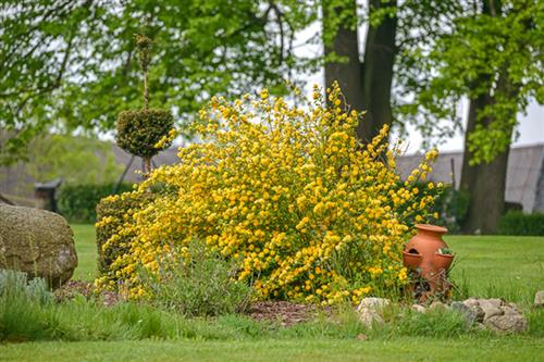 ranunkelbusk__kerria__gul__japonica_pleniflora_