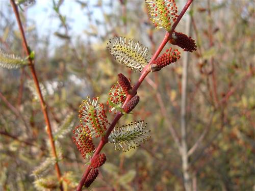 pil__purpurpil__salix_purpurea_