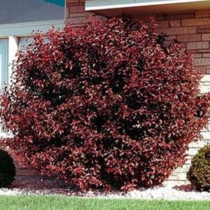 blodblomme__dværg__prunus_cistena__haveplanter_