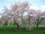 Japansk Kirsebær  Træer-Buske