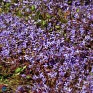 campanula__stjerneklokke__poscharskyana_blauranke_