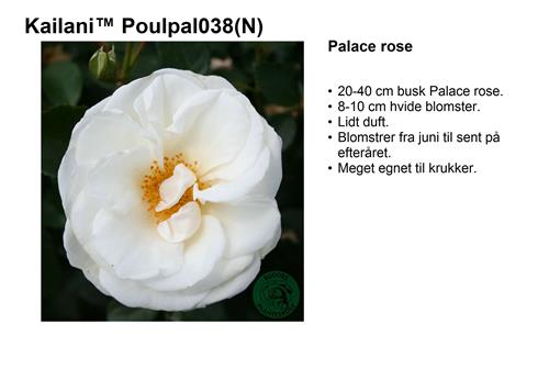 rosa_kailani_poulpal038__hvid__krukke_rose_