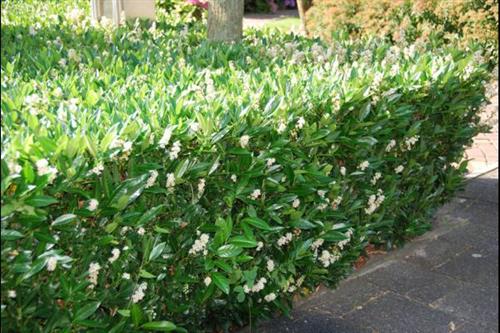 laurbærkirsebær__otto_luyken__prunus_laurocerasus_