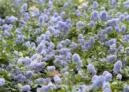 syren__amerikansk_syren__blå__dværg__2030_cm__med_potte___stedsegrøn__ceanothus_thyrsiflorus_var__repens__