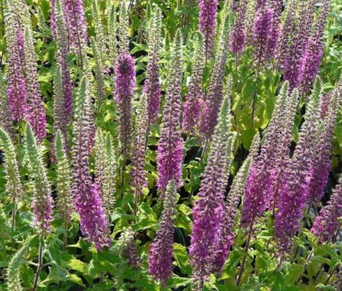 kortlæbe__teucrium_hircanicum_paradise_delight