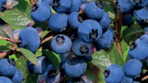 blåbær__hortblue_petite__leveres_i_potte__frugtbusk__mellemstore_blåsorte_bær_med_mørkt_kød__modnes_når_de_er_7-8_måneder__mp-34__vaccinium_corymbosum__