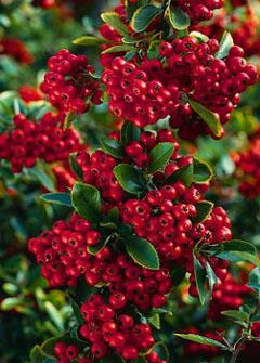 ildtorn__red_column__orangerøde_bær__pyracantha_coccinea__haveplanter_hæk