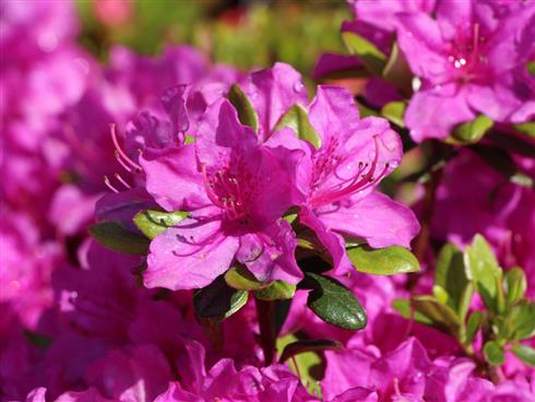 azalea__lilla__leveres_i_p9_potte__purpurtraum_