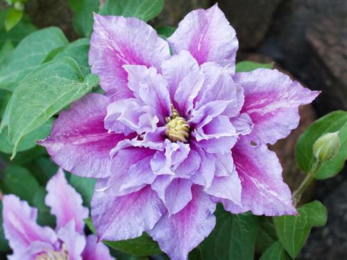 clematis__piilu__rosalilla__leveres_med_potte__storblomstrende__mp-34_