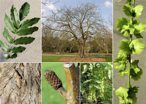 vingevalnød__kaukasisk_valnød__pterocarya_fraxinifolia__læhegnsplanter_haveplanter_allétræer