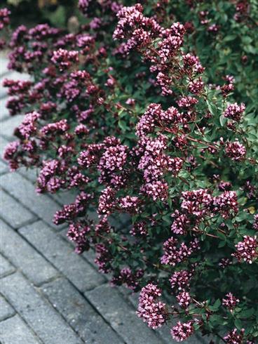 oregano-glat_merian__origanum_laevigatum_herrenhausen