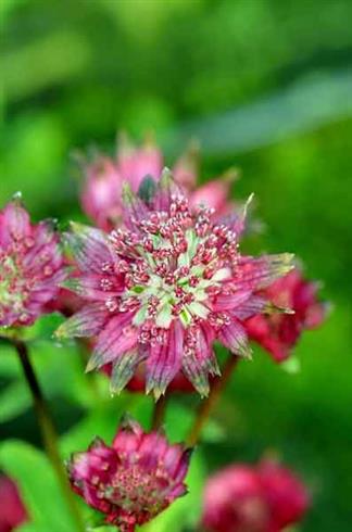 stjerneskærm__astrantia_major_star_of_love