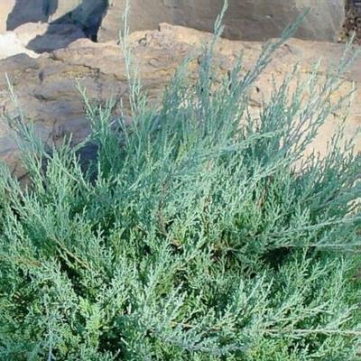 enebær__kinesisk__1525_cm_med_potte_eller_klump__juniperus_chinensis_pfitzeriana_glauca__