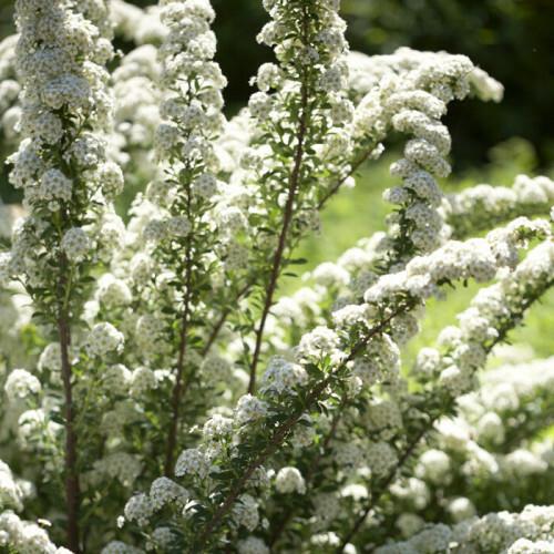spiræa__hvid__june_bride__2050_cm__spiraea_nipponica_japonica__leveres_i_p9_potte_