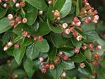 Cotoneaster Bunddækkeplanter