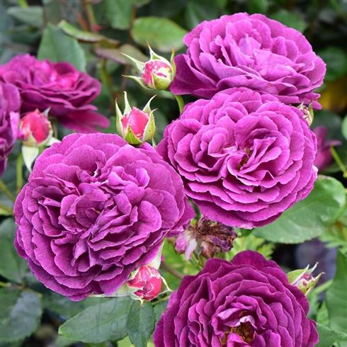 ebb_tide__dyb_violet__buketroser__