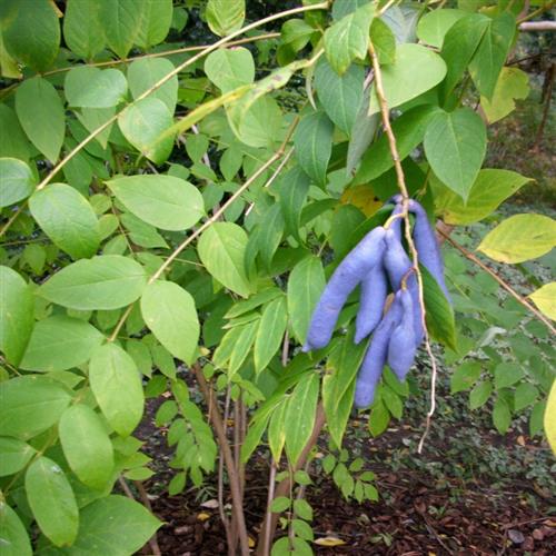blåbælg__decaisnea_fargesii__haveplanter