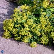 løvefod__lodden_løvefod__grøngule__alchemilla_mollis__
