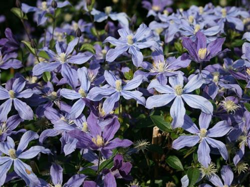 clematis__integrifolia__arabella__blåviolette__leveres_med_potte__småblomstrende__nikkende_klokker__mp-34_