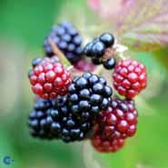 brombær__loch_ness__leveres_i_potte__tornfri__store_sorte_bær__modnes_når_de_er_9_måneder__selvbestøvende__rubus__
