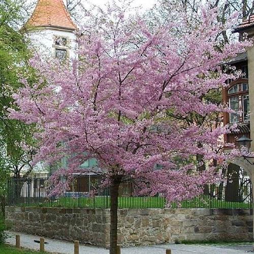 japansk_kirsebær__autumnalis_rosea__5080_cm_med_p9_potte__prunus_subhirtella_
