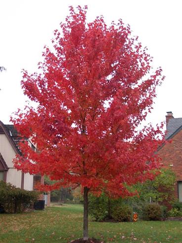 ahorn__rød__red_sunset__5080_cm__leveres_i_potte__acer_rubrum__