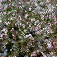 lyngasters__hvide_blomster___asters__ericoides_