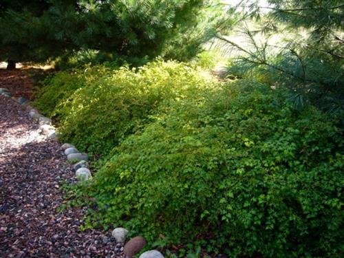 kransetop__1025_cm_med_potte__stephanandra_incisa_crispa__