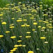 røllike__achillea_filipendulina_parkers_variety