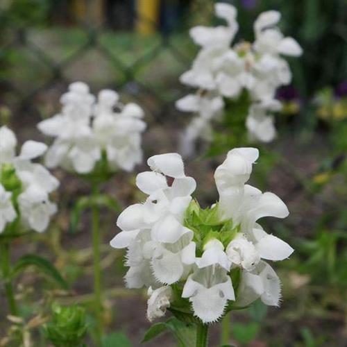 brunella__prunella_grandiflora_alba