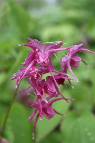 bispehue__epimedium_grandiflorum_lilafee