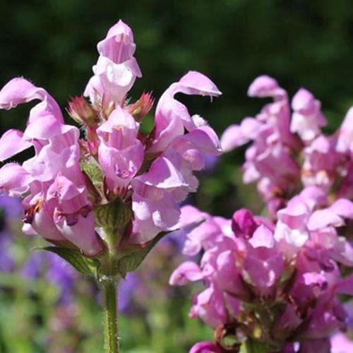 brunella__prunella_grandiflora_pink_loveliness