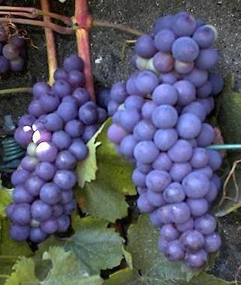 vindrue__boskoop_glory__blå__60100_cm_med_klump__vitis__vinstok__
