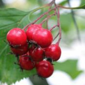 skarlagen_-_hvidtjørn__crataegus_intricata__