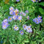 asters__blå__aster_amellus__blau_