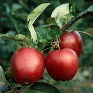 summer_red_æble__