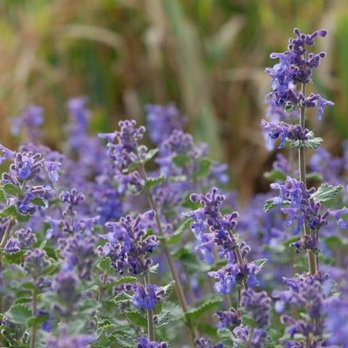 katteurt-blåkant__nepeta_racemosa_superba