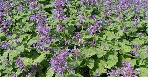 katteurt-blåkant__nepeta_racemosa_superba