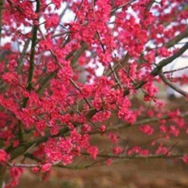 japansk_abrikos__prunus_mume_beni-chidori___