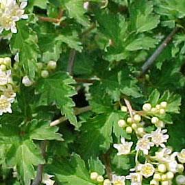 kransetop__1025_cm_med_potte__stephanandra_incisa_crispa__