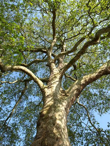 platan__platanus_x_hybrida_