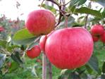 Æbler Frugttræer