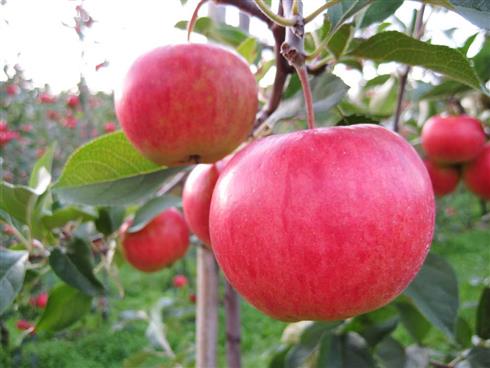 rubinola__malus__Æble_