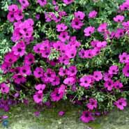 storkenæb__hvidgrå_storkenæb__rødlilla_blomster__geranium__cinereum_var__subcaulescens_