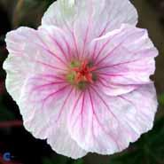 blodrød_storkenæb__sartrosa_blomster__geranium__sanguineum_striatum_