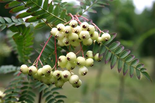 røn__perlerøn__sorbus_koehneana__haveplanter__læhegn__