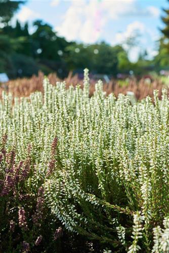 lyng__efterårslyng__elisa__hvid__calluna__vulgaris__leveres_i_p5_potte_